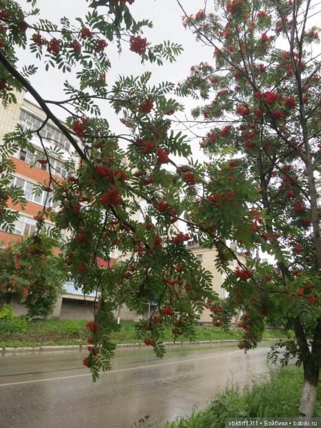 Гроздья рябины — Болталка и разговоры обо всем: жизнь (фото 3)