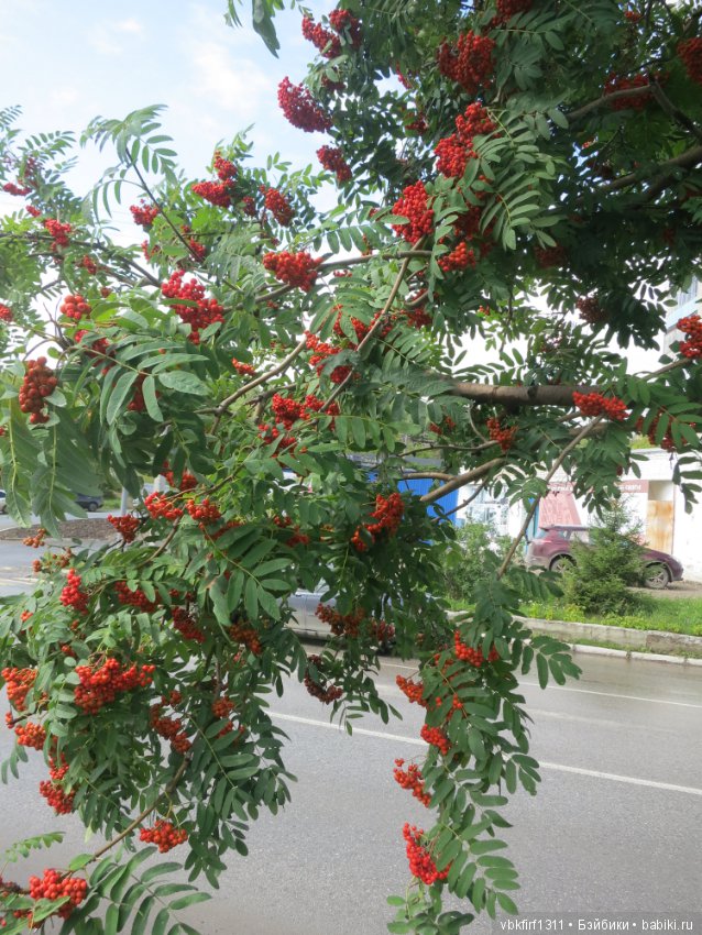 Гроздья рябины — Болталка и разговоры обо всем: жизнь (фото 7)