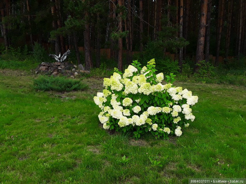 Август-последний летний месяц, гуляем и наслаждаемся вместе с любимыми куколками