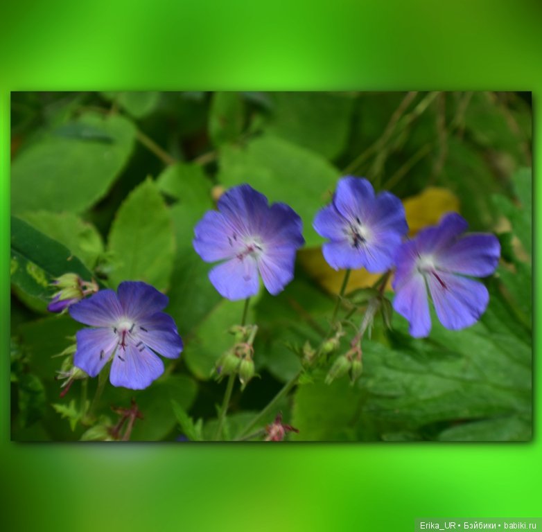 Сопутствующее куклам увлечение, 09.08.2019