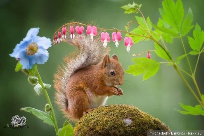 Белка песенки поёт, да орешки всё грызёт (фото 7)