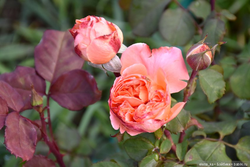 Моё вдохновение садом — Болталка и разговоры обо всем: жизнь (фото 8)