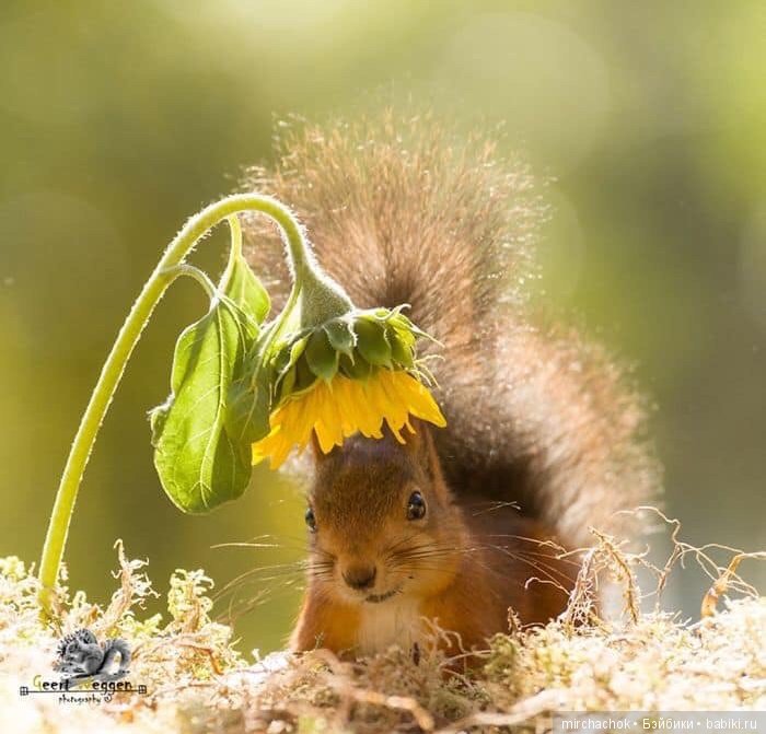 Белка песенки поёт, да орешки всё грызёт