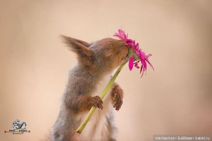 Белка песенки поёт, да орешки всё грызёт (фото 2)