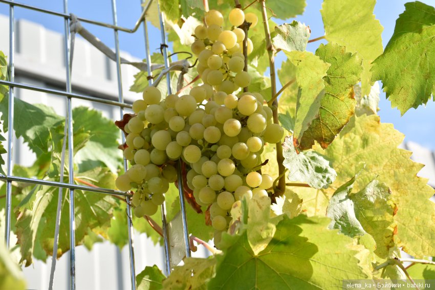 Моё вдохновение садом — Болталка и разговоры обо всем: жизнь (фото 10)