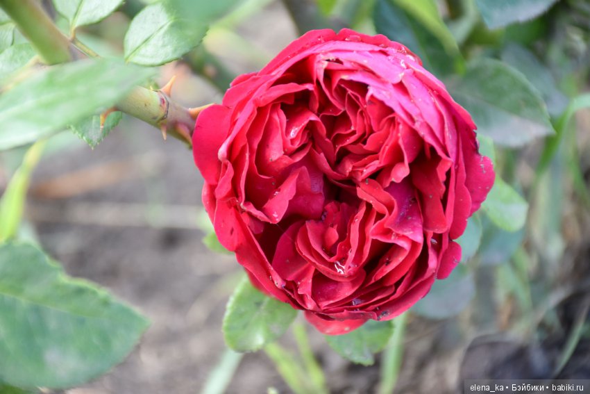 Моё вдохновение садом — Болталка и разговоры обо всем: жизнь (фото 9)