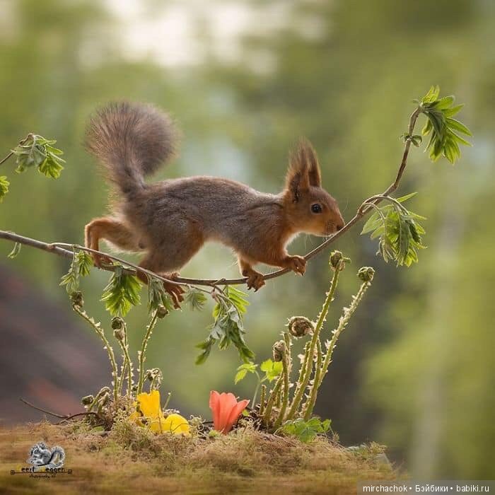 Белка песенки поёт, да орешки всё грызёт