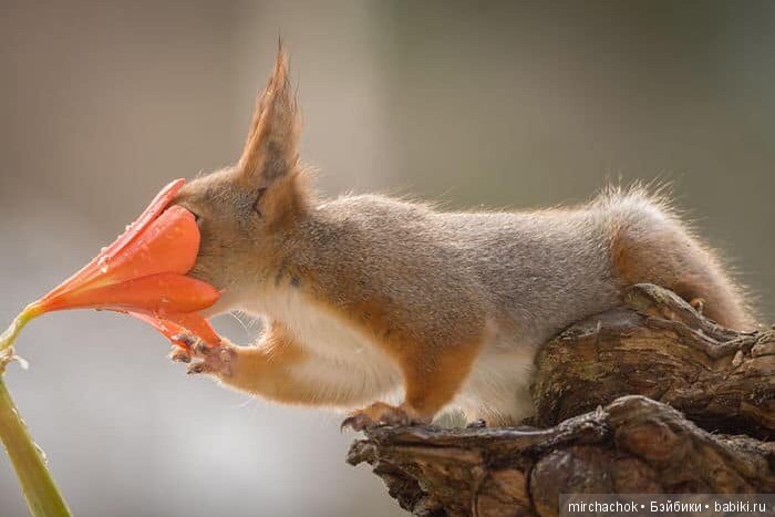 Белка песенки поёт, да орешки всё грызёт