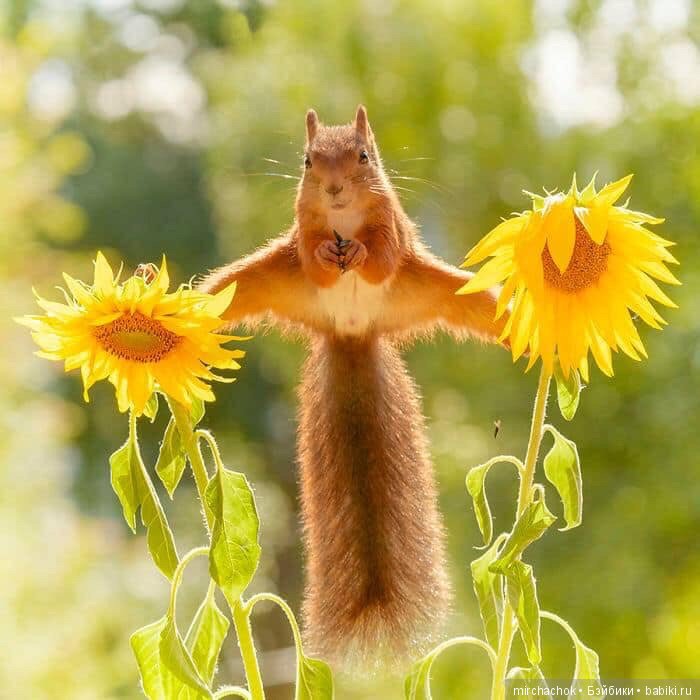 Белка песенки поёт, да орешки всё грызёт (фото 10)