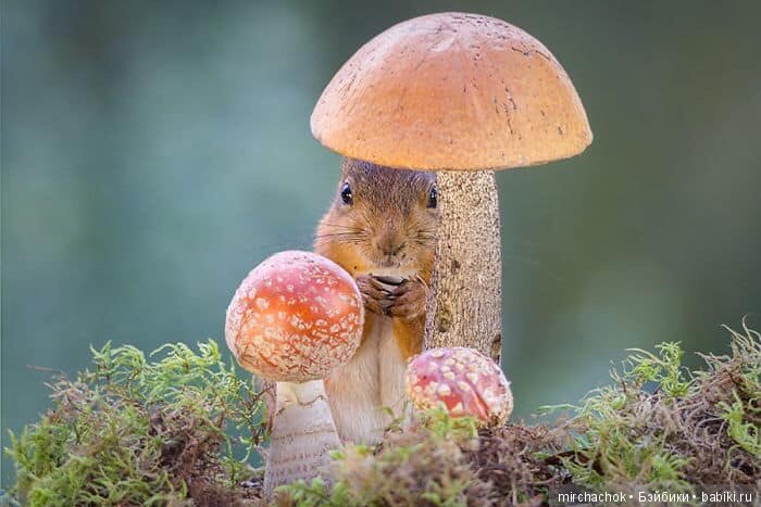 Белка песенки поёт, да орешки всё грызёт