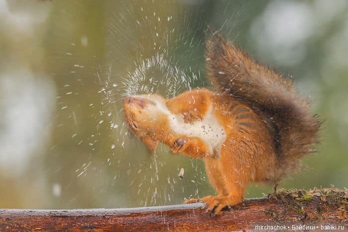Белка песенки поёт, да орешки всё грызёт