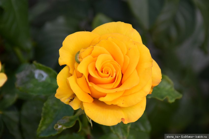 Моё вдохновение садом — Болталка и разговоры обо всем: жизнь (фото 7)