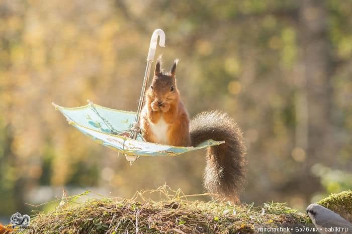 Белка песенки поёт, да орешки всё грызёт