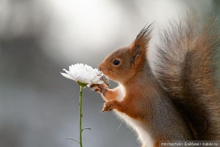 Белка песенки поёт, да орешки всё грызёт
