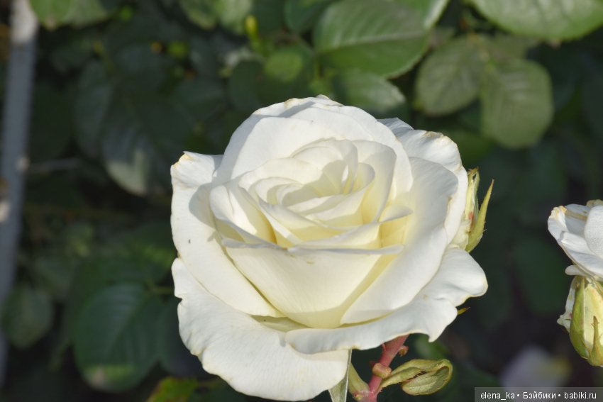 Моё вдохновение садом — Болталка и разговоры обо всем: жизнь