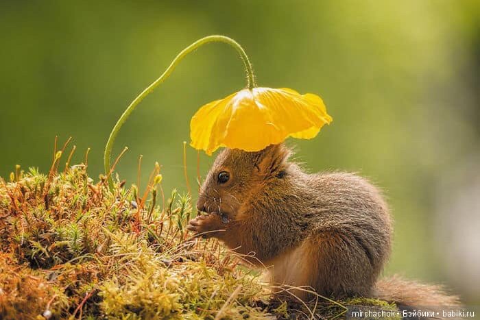 Белка песенки поёт, да орешки всё грызёт (фото 6)