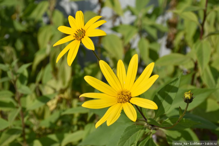 Моё вдохновение садом — Болталка и разговоры обо всем: жизнь