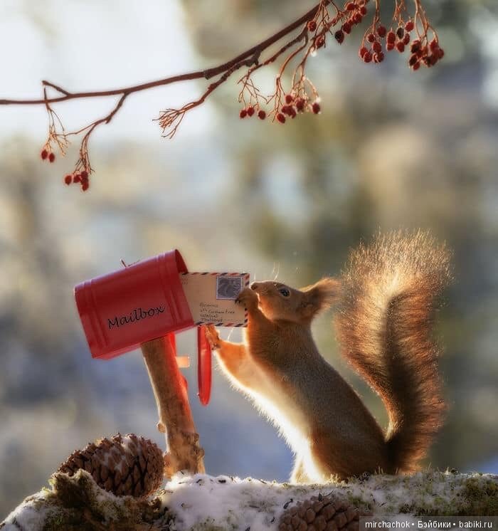 Белка песенки поёт, да орешки всё грызёт