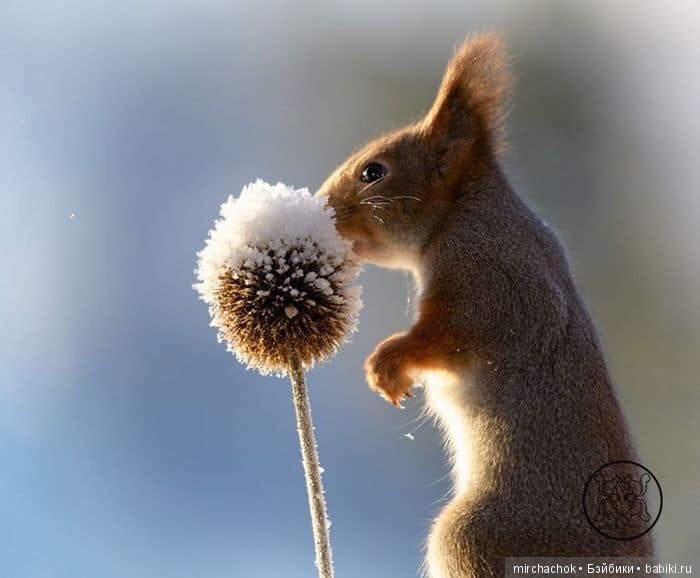 Белка песенки поёт, да орешки всё грызёт