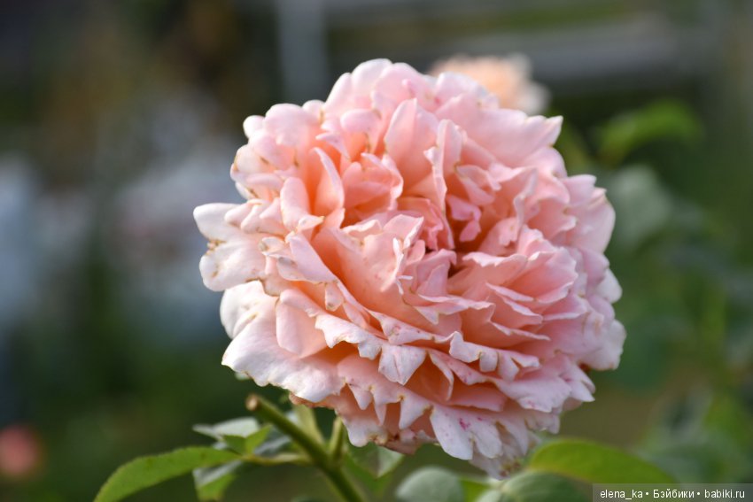 Моё вдохновение садом — Болталка и разговоры обо всем: жизнь (фото 6)