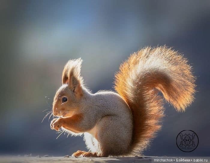 Белка песенки поёт, да орешки всё грызёт