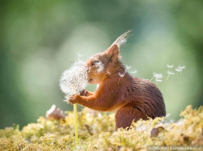 Белка песенки поёт, да орешки всё грызёт (фото 5)