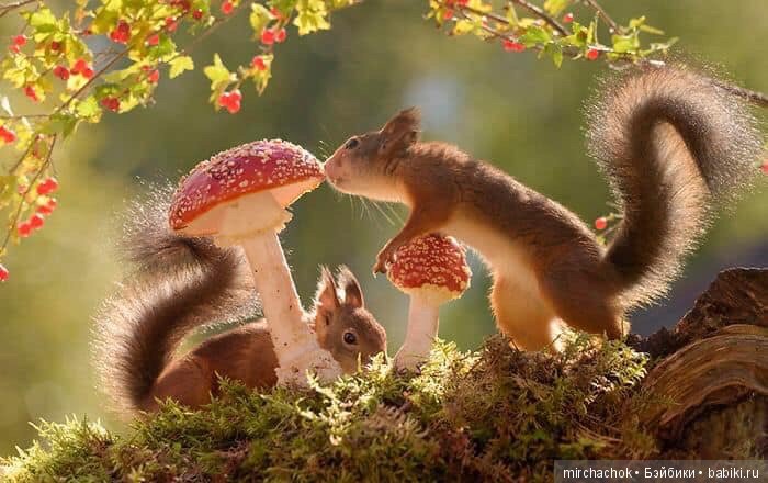 Белка песенки поёт, да орешки всё грызёт