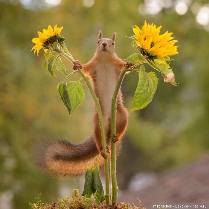 Белка песенки поёт, да орешки всё грызёт