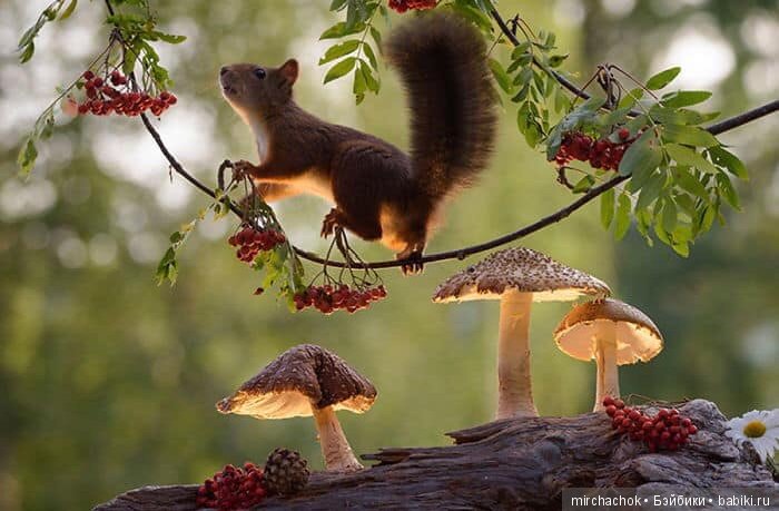 Белка песенки поёт, да орешки всё грызёт