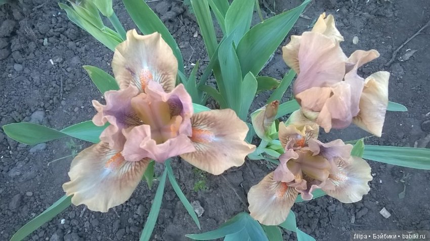 Моя цветочная отдушина.. Продолжение