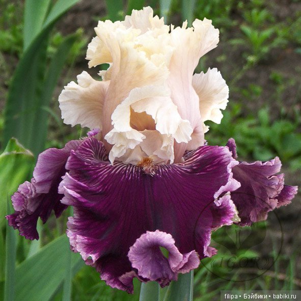 Моя цветочная отдушина.. Продолжение