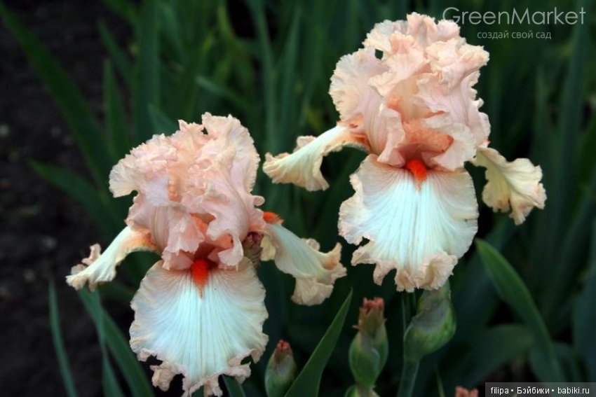 Моя цветочная отдушина.. Продолжение