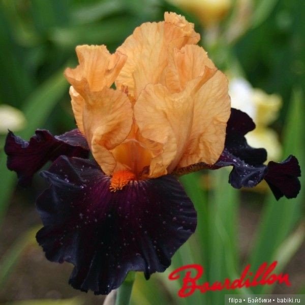 Моя цветочная отдушина.. Продолжение