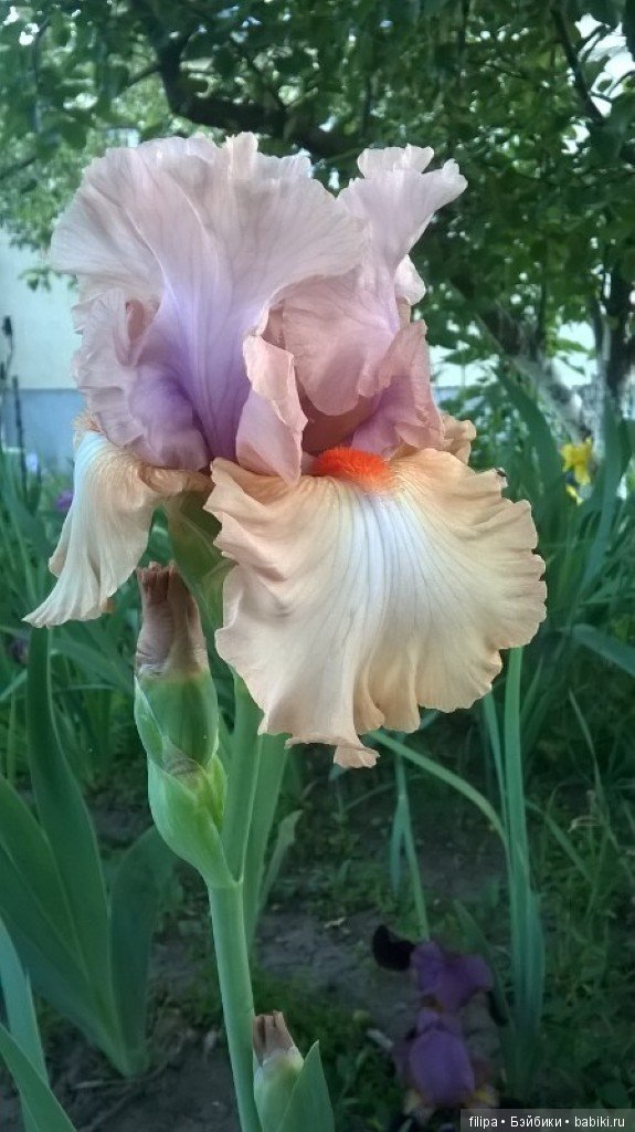 Моя цветочная отдушина.. Продолжение (фото 8)