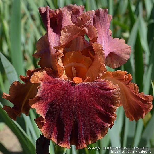 Моя цветочная отдушина.. Продолжение