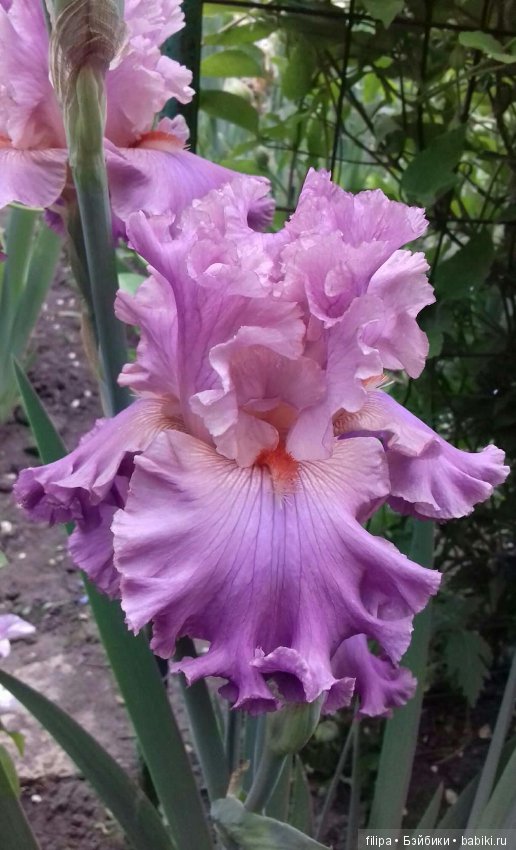 Моя цветочная отдушина.. Продолжение (фото 9)