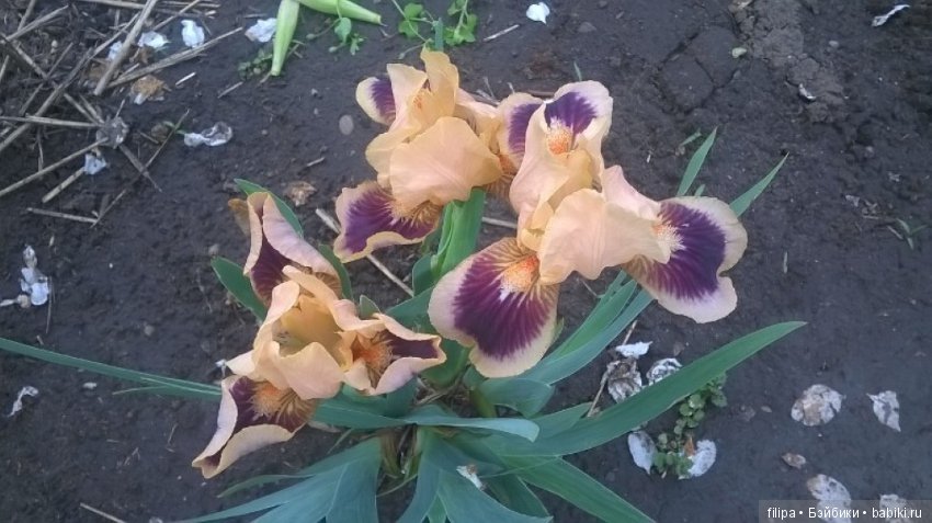 Моя цветочная отдушина.. Продолжение