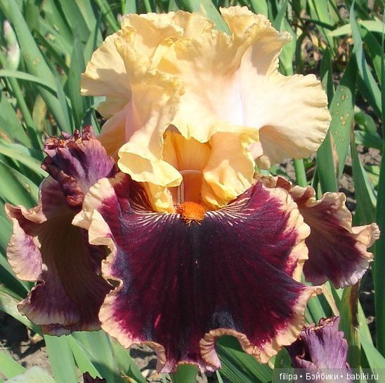 Моя цветочная отдушина.. Продолжение (фото 3)