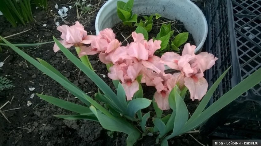 Моя цветочная отдушина.. Продолжение