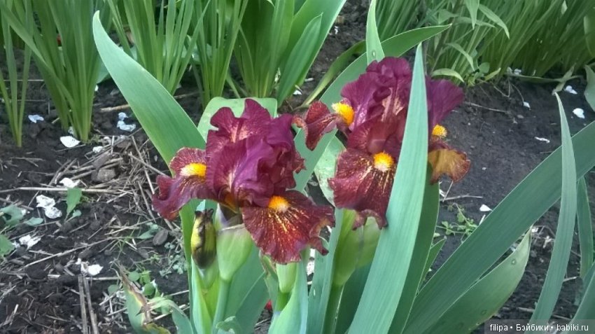 Моя цветочная отдушина.. Продолжение