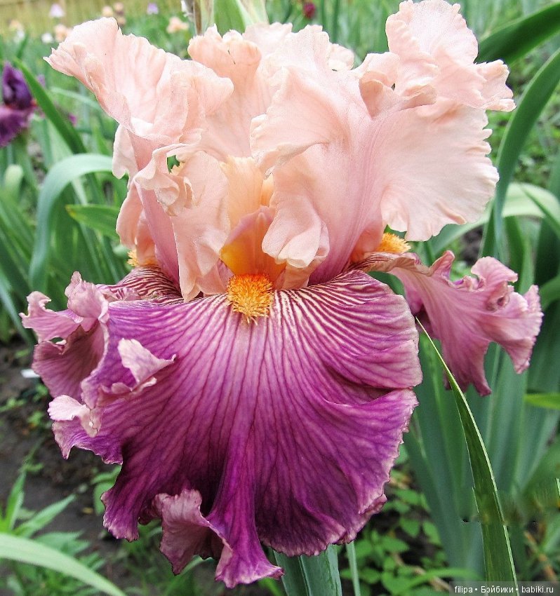 Моя цветочная отдушина.. Продолжение (фото 6)