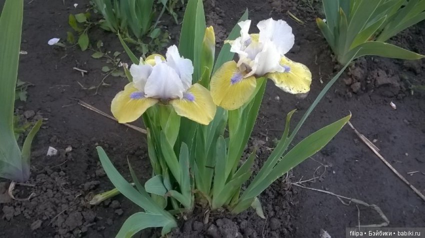 Моя цветочная отдушина.. Продолжение