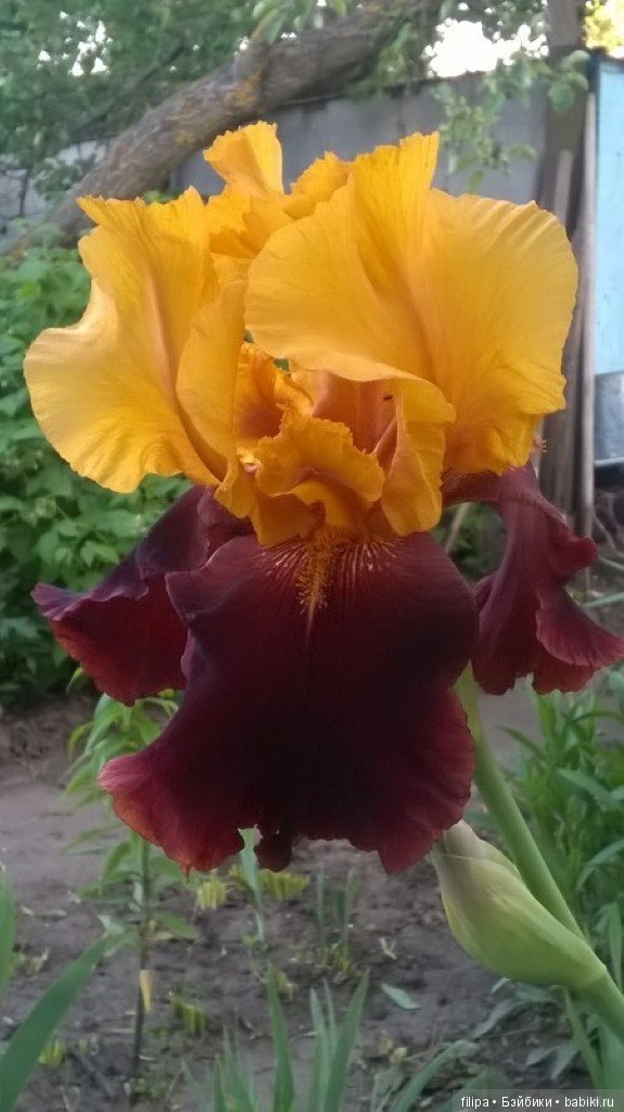 Моя цветочная отдушина.. Продолжение (фото 4)