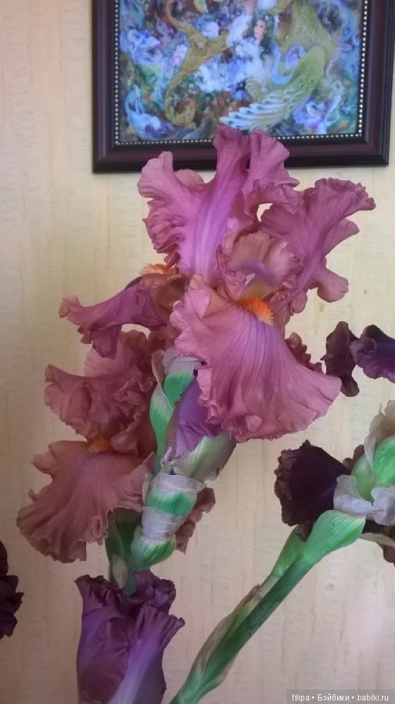 Моя цветочная отдушина.. Продолжение (фото 10)