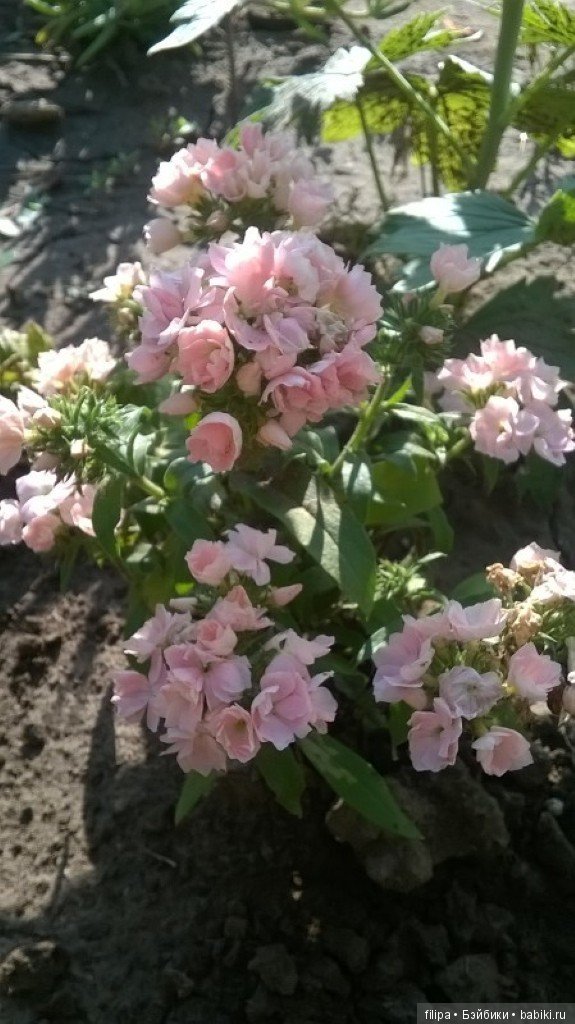 Моя цветочная отдушина.. Продолжение