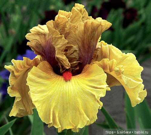 Моя цветочная отдушина.. Продолжение (фото 7)