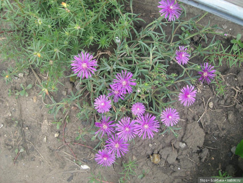 Моя цветочная отдушина.. Продолжение