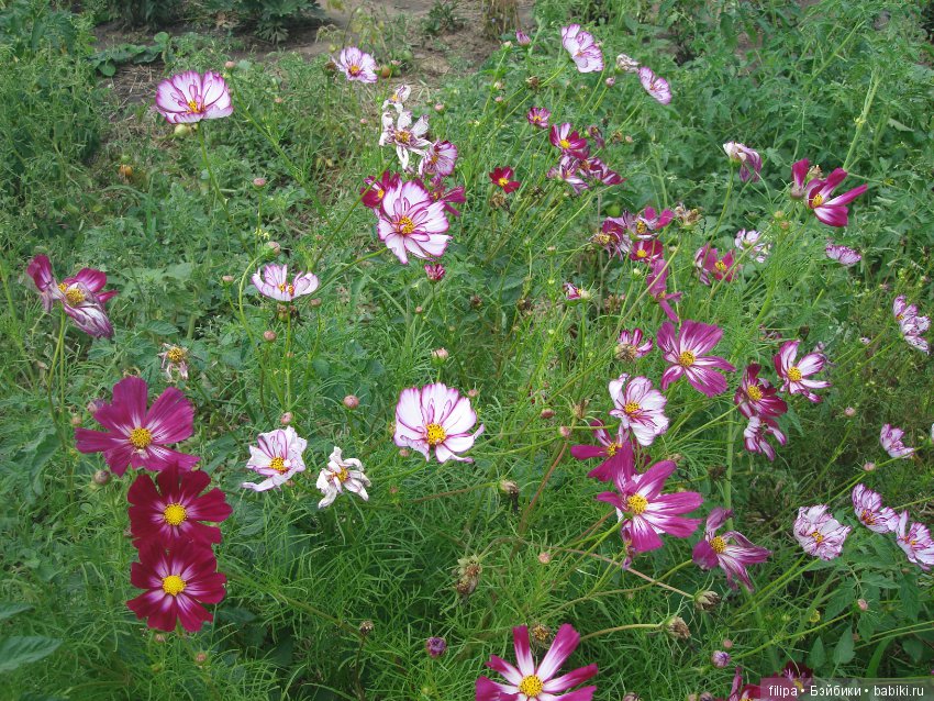 Моя цветочная отдушина.. Продолжение