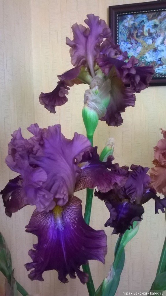 Моя цветочная отдушина.. Продолжение