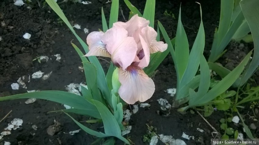 Моя цветочная отдушина.. Продолжение